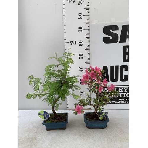 106 - TWO OUTDOOR BONSAI TREES IN CERAMIC POTS. ONE RHODODENDRON IN FLOWER AND ONE METASEQUOIA APPROX 40-5... 