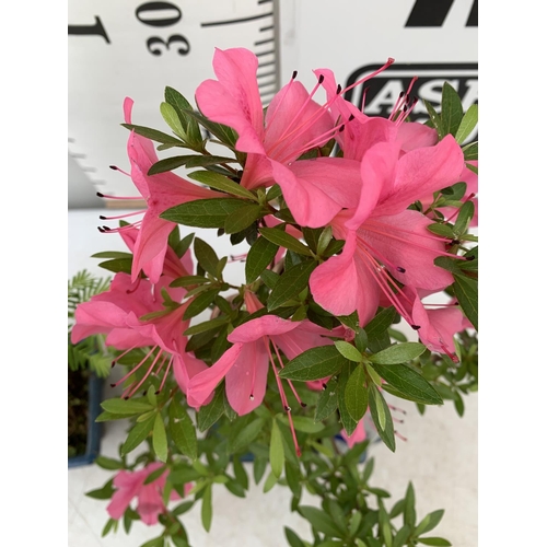 106 - TWO OUTDOOR BONSAI TREES IN CERAMIC POTS. ONE RHODODENDRON IN FLOWER AND ONE METASEQUOIA APPROX 40-5... 