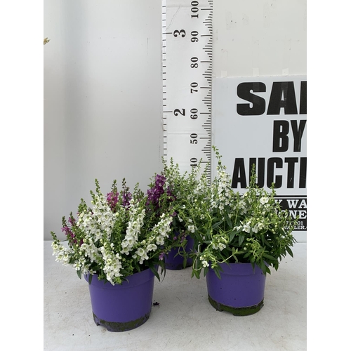 107 - THREE ANGELONIA TRIO WITH THREE COLOURS IN EACH 3 LTR POT APPROX 50CM IN HEIGHT PLUS VAT TO BE SOLD ... 