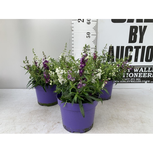 108 - THREE ANGELONIA TRIO WITH THREE COLOURS IN EACH 3 LTR POT APPROX 50CM IN HEIGHT PLUS VAT TO BE SOLD ... 