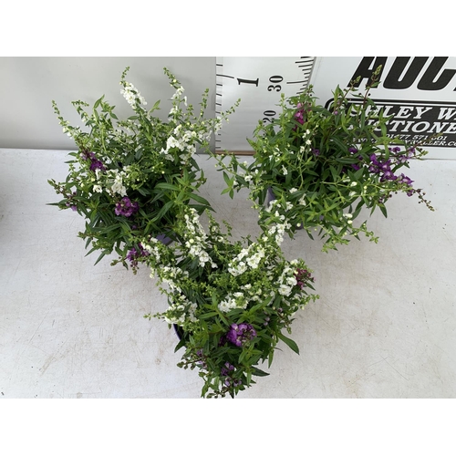 108 - THREE ANGELONIA TRIO WITH THREE COLOURS IN EACH 3 LTR POT APPROX 50CM IN HEIGHT PLUS VAT TO BE SOLD ... 