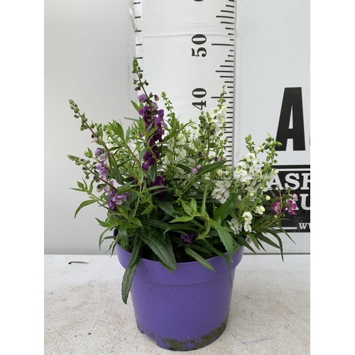 108 - THREE ANGELONIA TRIO WITH THREE COLOURS IN EACH 3 LTR POT APPROX 50CM IN HEIGHT PLUS VAT TO BE SOLD ... 