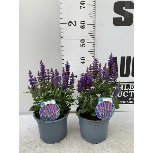 112 - TWO SALVIA NEMOROSA 'SENSATION DEEP BLUE' IN 2 LTR POTS APPROX 40CM IN HEIGHT PLUS VAT TO BE SOLD FO... 