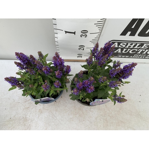 112 - TWO SALVIA NEMOROSA 'SENSATION DEEP BLUE' IN 2 LTR POTS APPROX 40CM IN HEIGHT PLUS VAT TO BE SOLD FO... 