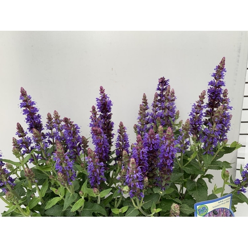 112 - TWO SALVIA NEMOROSA 'SENSATION DEEP BLUE' IN 2 LTR POTS APPROX 40CM IN HEIGHT PLUS VAT TO BE SOLD FO... 