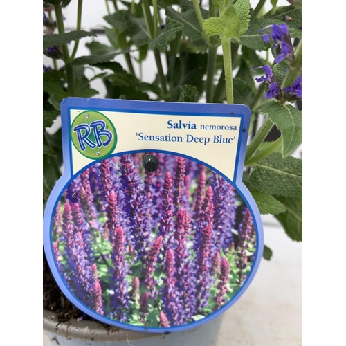 112 - TWO SALVIA NEMOROSA 'SENSATION DEEP BLUE' IN 2 LTR POTS APPROX 40CM IN HEIGHT PLUS VAT TO BE SOLD FO... 