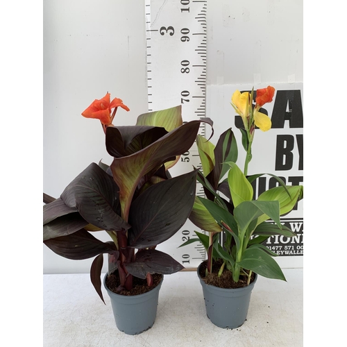 113 - TWO EXCLUSIVE VARIETIES LARGE CANNA CLEOPATRA AND RED VELVET IN FLOWER APPROX 70CM IN HEIGHT IN 2 LT... 