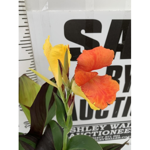 113 - TWO EXCLUSIVE VARIETIES LARGE CANNA CLEOPATRA AND RED VELVET IN FLOWER APPROX 70CM IN HEIGHT IN 2 LT... 