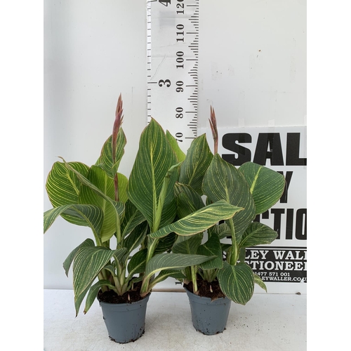 116 - TWO EXCLUSIVE VARIETY LARGE CANNA PRETORIA APPROX 80CM IN HEIGHT IN 2 LTR POTS PLUS VAT TO BE SOLD F... 