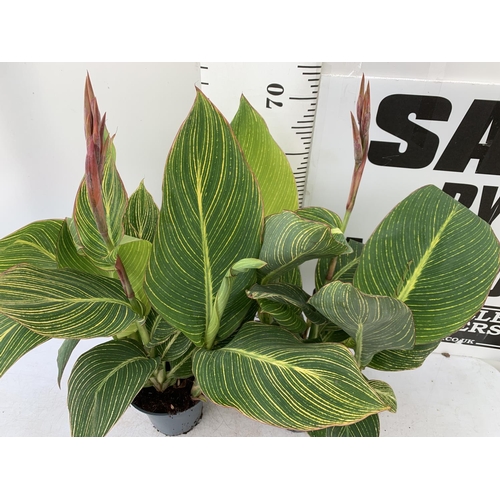 116 - TWO EXCLUSIVE VARIETY LARGE CANNA PRETORIA APPROX 80CM IN HEIGHT IN 2 LTR POTS PLUS VAT TO BE SOLD F... 