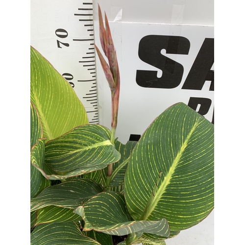 116 - TWO EXCLUSIVE VARIETY LARGE CANNA PRETORIA APPROX 80CM IN HEIGHT IN 2 LTR POTS PLUS VAT TO BE SOLD F... 