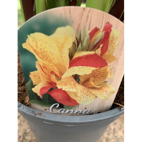 116 - TWO EXCLUSIVE VARIETY LARGE CANNA PRETORIA APPROX 80CM IN HEIGHT IN 2 LTR POTS PLUS VAT TO BE SOLD F... 