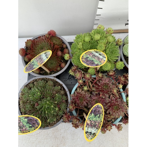 123 - EIGHT SEMPERVIVUM IN VARIETIES IN 1 LTR POTS ON A TRAY PLUS VAT TO BE SOLD FOR THE EIGHT