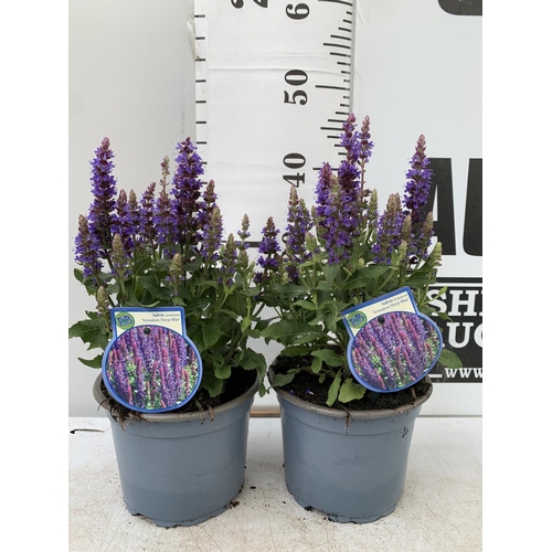 124 - TWO SALVIA NEMOROSA 'SENSATION DEEP BLUE' IN 2 LTR POTS APPROX 40CM IN HEIGHT PLUS VAT TO BE SOLD FO... 