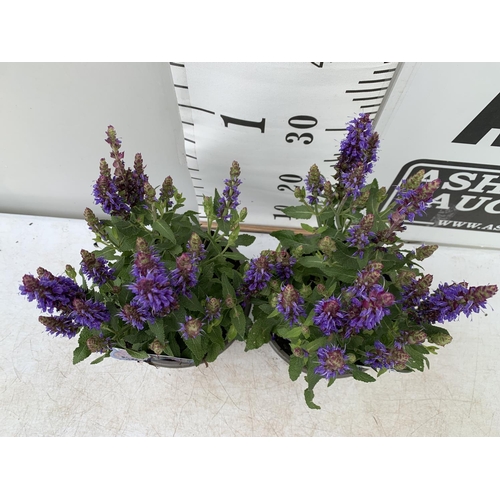 124 - TWO SALVIA NEMOROSA 'SENSATION DEEP BLUE' IN 2 LTR POTS APPROX 40CM IN HEIGHT PLUS VAT TO BE SOLD FO... 