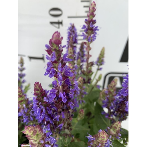 124 - TWO SALVIA NEMOROSA 'SENSATION DEEP BLUE' IN 2 LTR POTS APPROX 40CM IN HEIGHT PLUS VAT TO BE SOLD FO... 