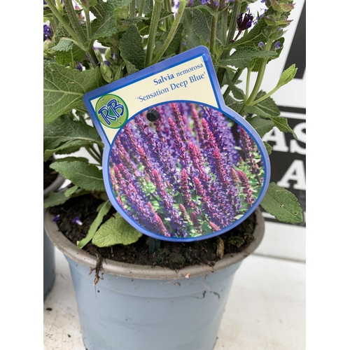 124 - TWO SALVIA NEMOROSA 'SENSATION DEEP BLUE' IN 2 LTR POTS APPROX 40CM IN HEIGHT PLUS VAT TO BE SOLD FO... 