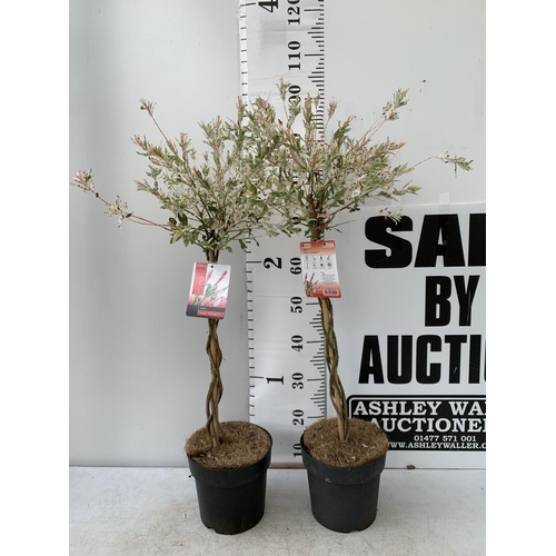 127 - TWO STANDARD PLAITED SALIX INTEGRA 'FLAMINGO' APPROX 100CM IN HEIGHT IN 3 LTR POTS PLUS VAT TO BE SO... 