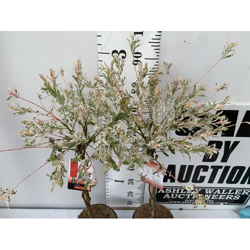 127 - TWO STANDARD PLAITED SALIX INTEGRA 'FLAMINGO' APPROX 100CM IN HEIGHT IN 3 LTR POTS PLUS VAT TO BE SO... 