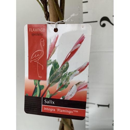 127 - TWO STANDARD PLAITED SALIX INTEGRA 'FLAMINGO' APPROX 100CM IN HEIGHT IN 3 LTR POTS PLUS VAT TO BE SO... 