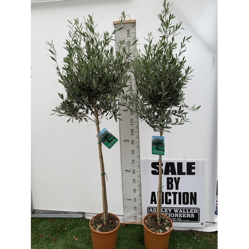 128 - TWO LARGE ITALIAN OLIVE STANDARD TREES OVER 2 METRES IN HEIGHT IN 9 LTR POTS NO VAT TO BE SOLD FOR T... 