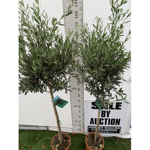 128 - TWO LARGE ITALIAN OLIVE STANDARD TREES OVER 2 METRES IN HEIGHT IN 9 LTR POTS NO VAT TO BE SOLD FOR T... 