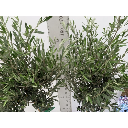 128 - TWO LARGE ITALIAN OLIVE STANDARD TREES OVER 2 METRES IN HEIGHT IN 9 LTR POTS NO VAT TO BE SOLD FOR T... 