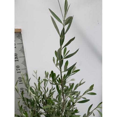 128 - TWO LARGE ITALIAN OLIVE STANDARD TREES OVER 2 METRES IN HEIGHT IN 9 LTR POTS NO VAT TO BE SOLD FOR T... 