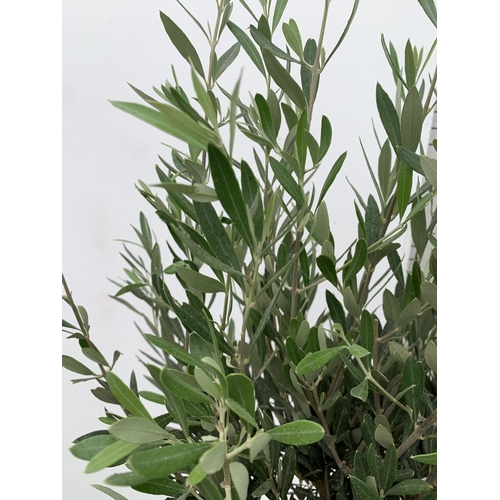 128 - TWO LARGE ITALIAN OLIVE STANDARD TREES OVER 2 METRES IN HEIGHT IN 9 LTR POTS NO VAT TO BE SOLD FOR T... 