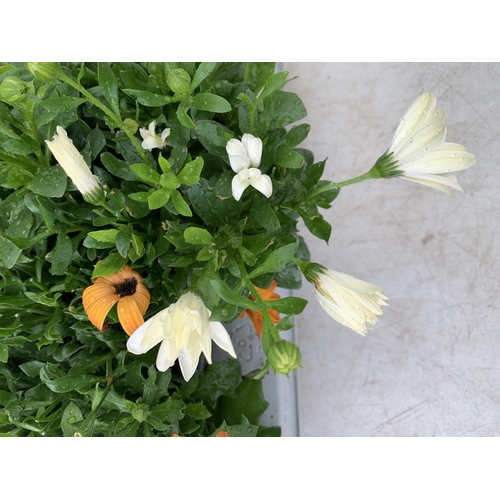 144 - TWELVE MIXED COLOUR OSTEOSPERMUM IN 1 LTR POTS 20-25CM TALL TO BE SOLD FOR THE TWELVE PLUS VAT