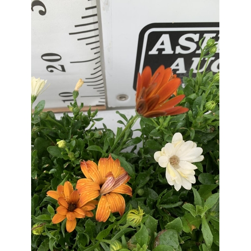 144 - TWELVE MIXED COLOUR OSTEOSPERMUM IN 1 LTR POTS 20-25CM TALL TO BE SOLD FOR THE TWELVE PLUS VAT