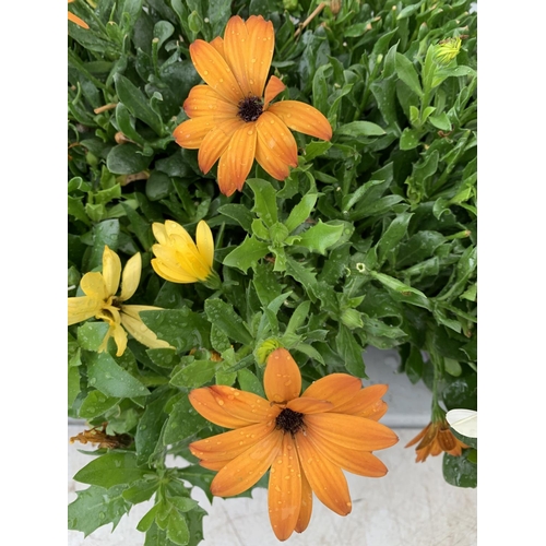 144 - TWELVE MIXED COLOUR OSTEOSPERMUM IN 1 LTR POTS 20-25CM TALL TO BE SOLD FOR THE TWELVE PLUS VAT