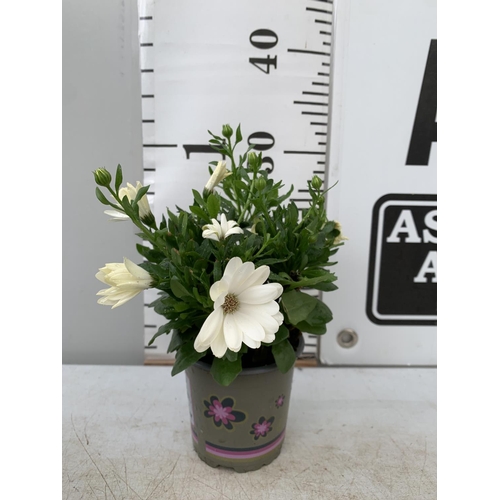 144 - TWELVE MIXED COLOUR OSTEOSPERMUM IN 1 LTR POTS 20-25CM TALL TO BE SOLD FOR THE TWELVE PLUS VAT