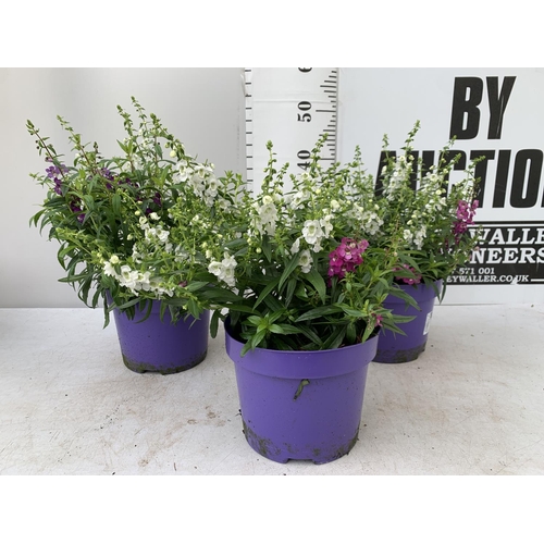 145 - THREE ANGELONIA TRIO WITH THREE COLOURS IN EACH 3 LTR POT APPROX 50CM IN HEIGHT PLUS VAT TO BE SOLD ... 