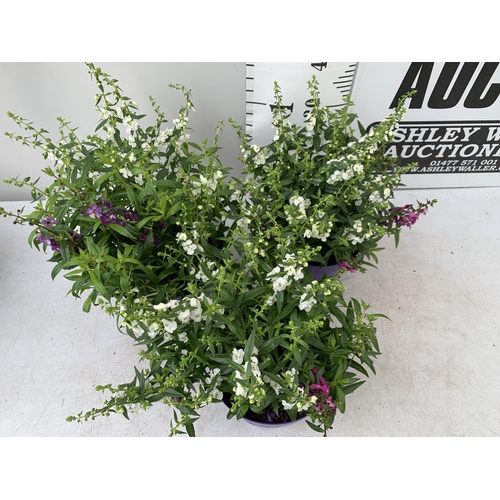 145 - THREE ANGELONIA TRIO WITH THREE COLOURS IN EACH 3 LTR POT APPROX 50CM IN HEIGHT PLUS VAT TO BE SOLD ... 