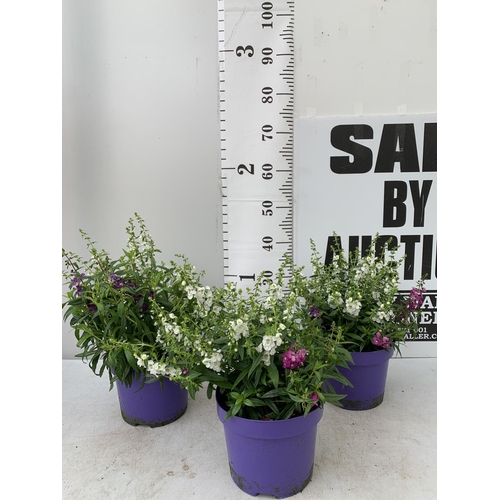 145 - THREE ANGELONIA TRIO WITH THREE COLOURS IN EACH 3 LTR POT APPROX 50CM IN HEIGHT PLUS VAT TO BE SOLD ... 