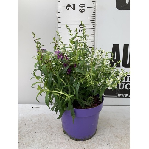 145 - THREE ANGELONIA TRIO WITH THREE COLOURS IN EACH 3 LTR POT APPROX 50CM IN HEIGHT PLUS VAT TO BE SOLD ... 