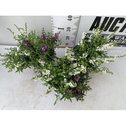 146 - THREE ANGELONIA TRIO WITH THREE COLOURS IN EACH 3 LTR POT APPROX 50CM IN HEIGHT PLUS VAT TO BE SOLD ... 