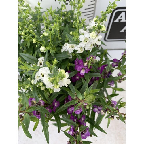 146 - THREE ANGELONIA TRIO WITH THREE COLOURS IN EACH 3 LTR POT APPROX 50CM IN HEIGHT PLUS VAT TO BE SOLD ... 