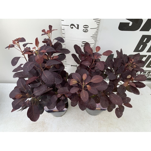 157 - TWO COTINUS COGGYGRIA ROYAL PURPLE SMOKE BUSH IN 3 LTR POTS APPROX 60-70CM IN HEIGHT PLUS VAT TO BE ... 