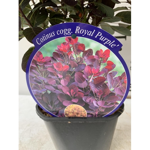 157 - TWO COTINUS COGGYGRIA ROYAL PURPLE SMOKE BUSH IN 3 LTR POTS APPROX 60-70CM IN HEIGHT PLUS VAT TO BE ... 