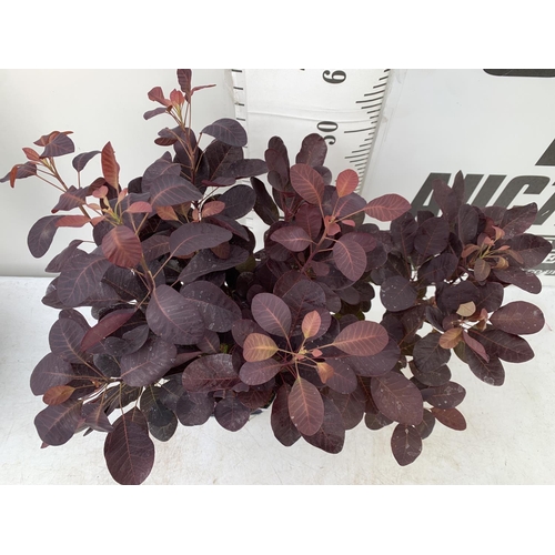 157 - TWO COTINUS COGGYGRIA ROYAL PURPLE SMOKE BUSH IN 3 LTR POTS APPROX 60-70CM IN HEIGHT PLUS VAT TO BE ... 