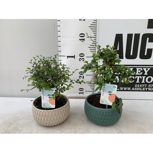 163 - TWO INDOOR BONSAI TREES IN CIRCULAR CERAMIC POTS. ONE ZELKOVA AND ONE CARMONA APPROX 30-40CM IN HEIG... 