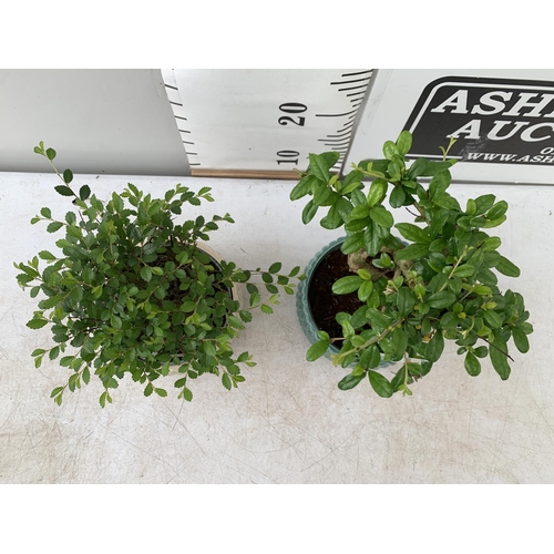 163 - TWO INDOOR BONSAI TREES IN CIRCULAR CERAMIC POTS. ONE ZELKOVA AND ONE CARMONA APPROX 30-40CM IN HEIG... 