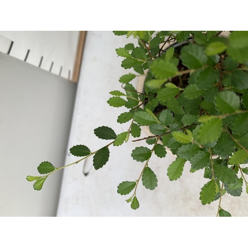 163 - TWO INDOOR BONSAI TREES IN CIRCULAR CERAMIC POTS. ONE ZELKOVA AND ONE CARMONA APPROX 30-40CM IN HEIG... 