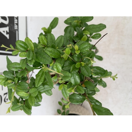 163 - TWO INDOOR BONSAI TREES IN CIRCULAR CERAMIC POTS. ONE ZELKOVA AND ONE CARMONA APPROX 30-40CM IN HEIG... 