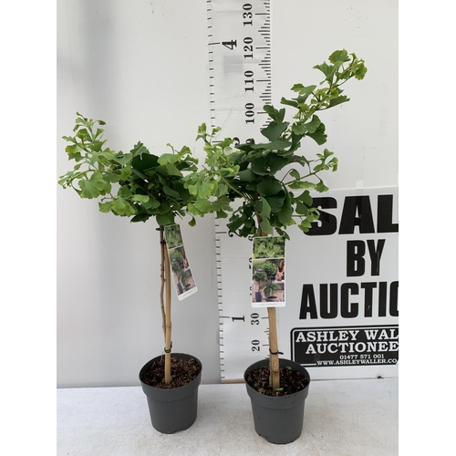 165 - TWO GINKGO BILOBA 'MARIKEN' IN 3 LTR POTS APPROX 110CM IN HEIGHT PLUS VAT TO BE SOLD FOR THE TWO