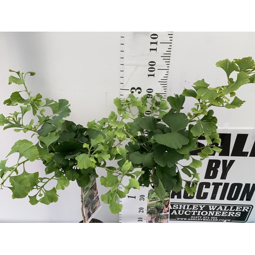 165 - TWO GINKGO BILOBA 'MARIKEN' IN 3 LTR POTS APPROX 110CM IN HEIGHT PLUS VAT TO BE SOLD FOR THE TWO