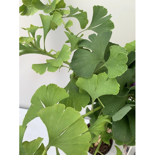 165 - TWO GINKGO BILOBA 'MARIKEN' IN 3 LTR POTS APPROX 110CM IN HEIGHT PLUS VAT TO BE SOLD FOR THE TWO