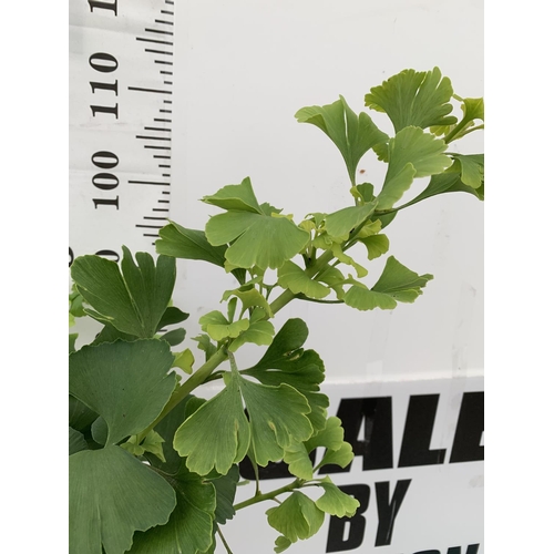 165 - TWO GINKGO BILOBA 'MARIKEN' IN 3 LTR POTS APPROX 110CM IN HEIGHT PLUS VAT TO BE SOLD FOR THE TWO